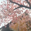 京都の桜の名所♡祇園白川を散策