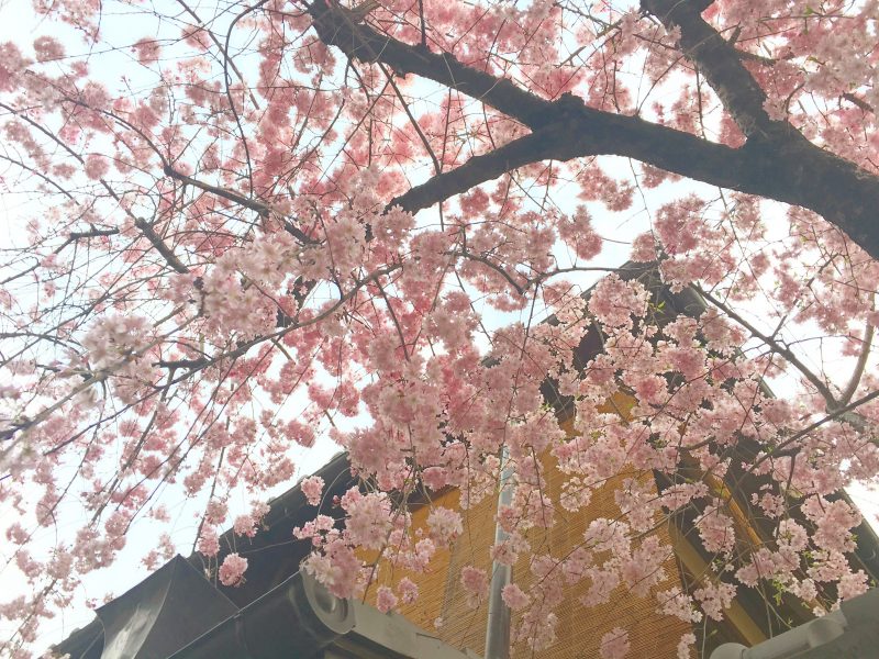 京都の桜の名所♡祇園白川を散策