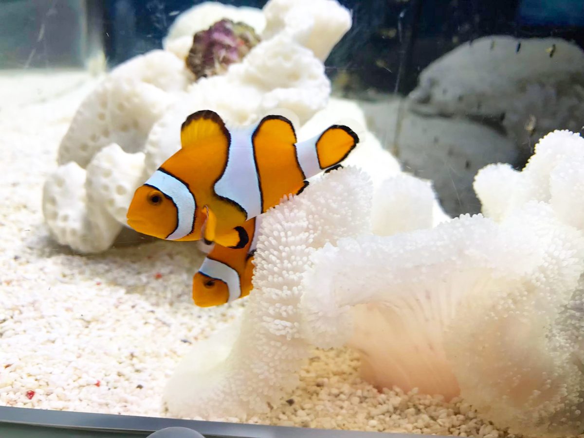 大阪のおすすめ観光スポット♡海遊館に行ってきました！