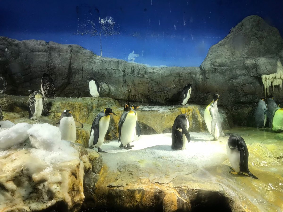 大阪のおすすめ観光スポット♡海遊館に行ってきました！