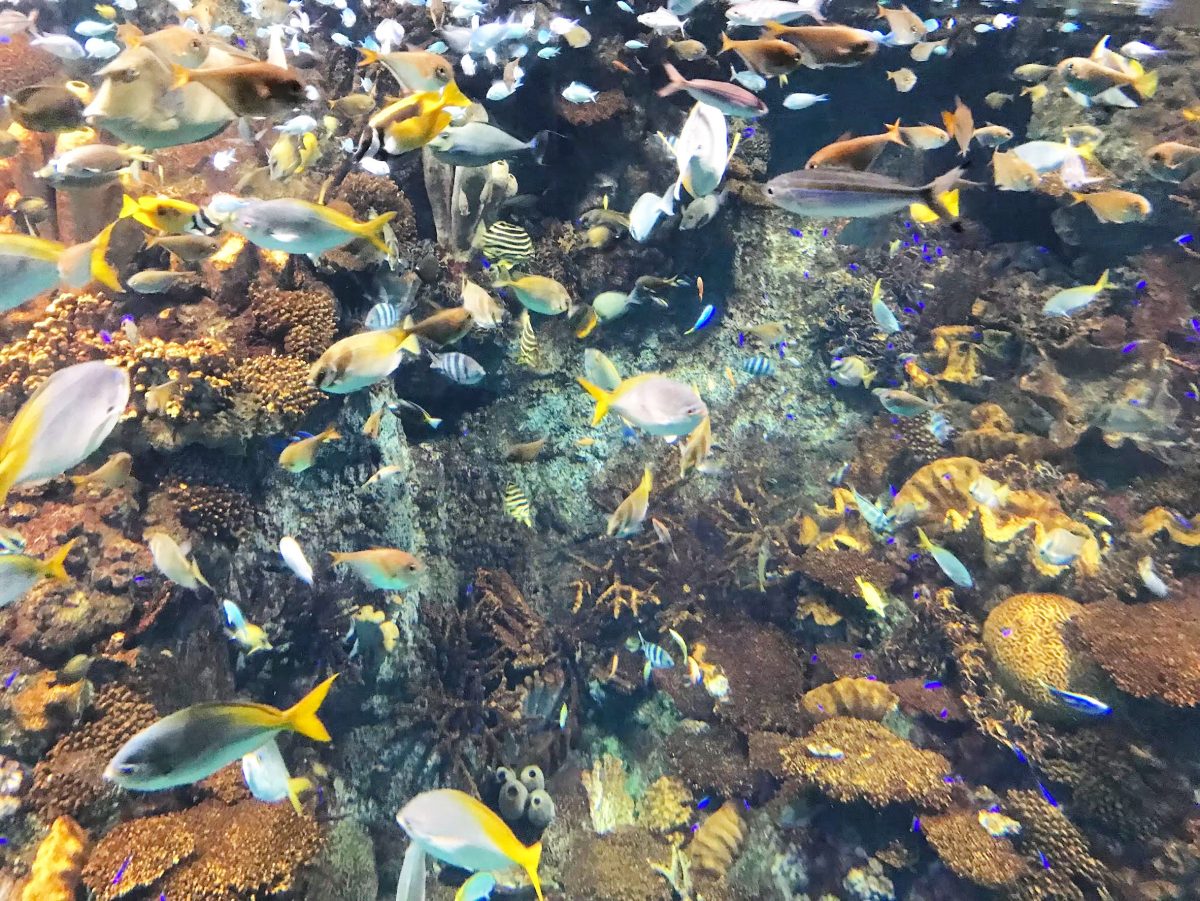 大阪のおすすめ観光スポット♡海遊館に行ってきました！