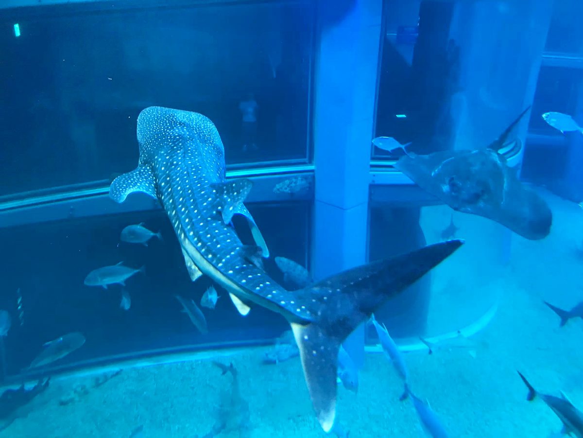 大阪のおすすめ観光スポット♡海遊館に行ってきました！