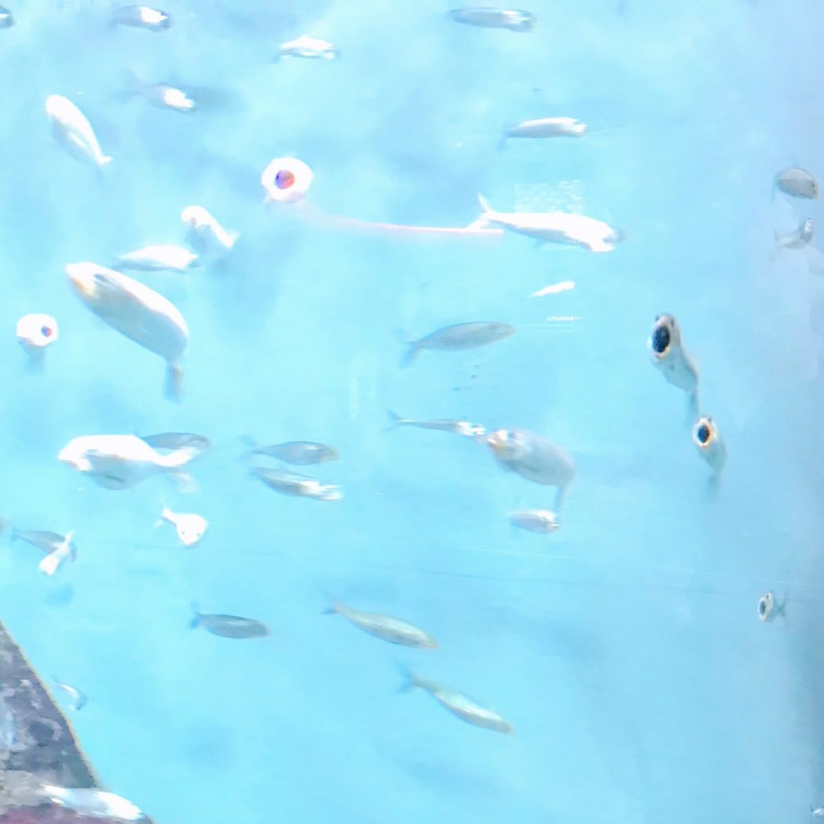 大阪のおすすめ観光スポット♡海遊館に行ってきました！