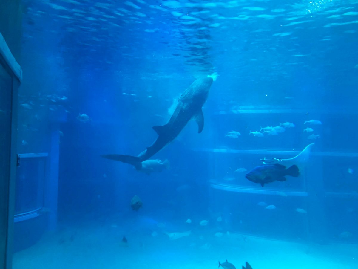 大阪のおすすめ観光スポット♡海遊館に行ってきました！