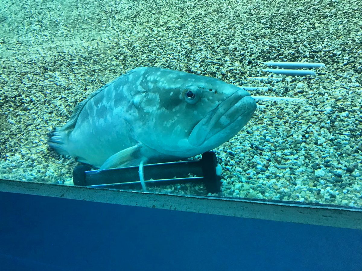 大阪のおすすめ観光スポット♡海遊館に行ってきました！