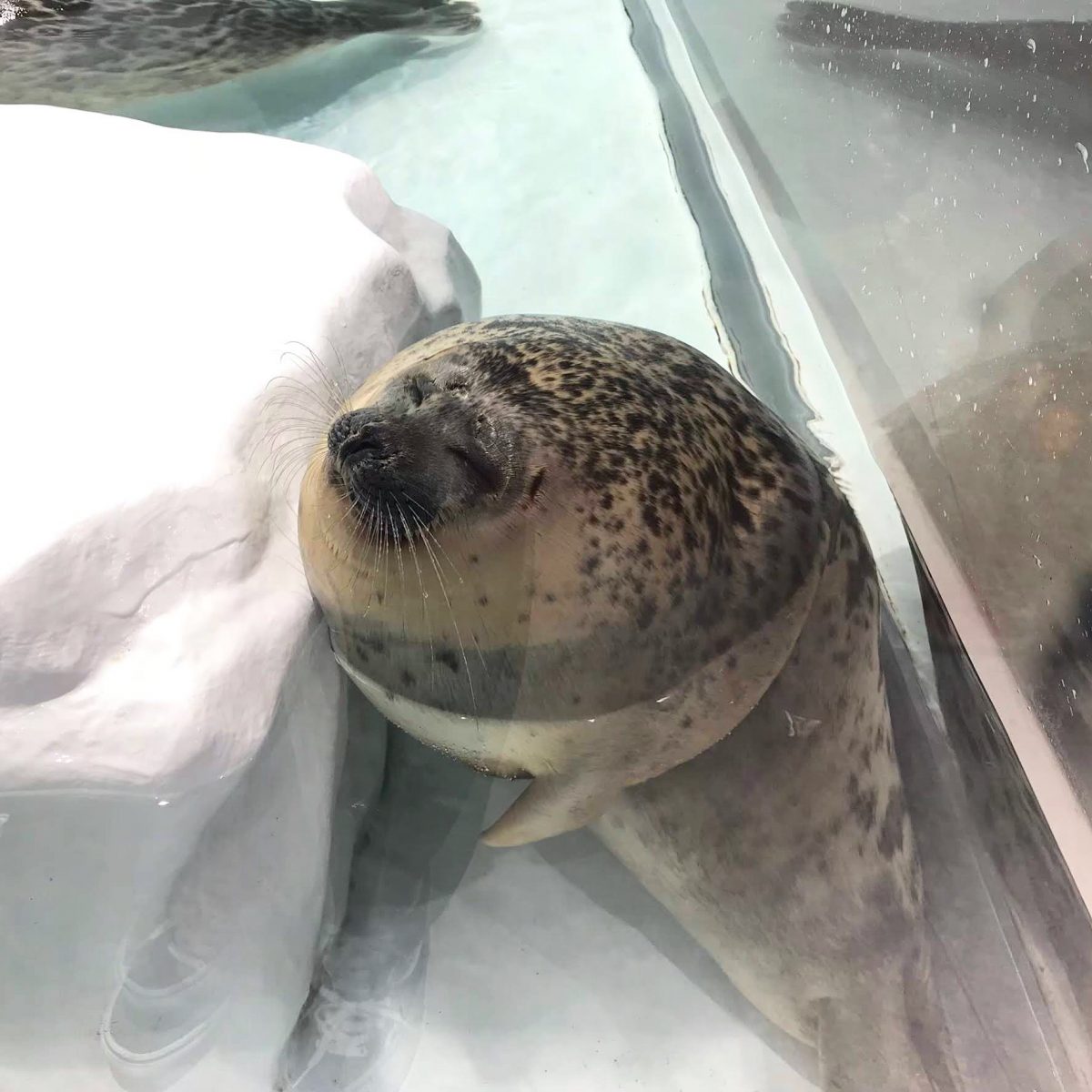 大阪のおすすめ観光スポット♡海遊館に行ってきました！