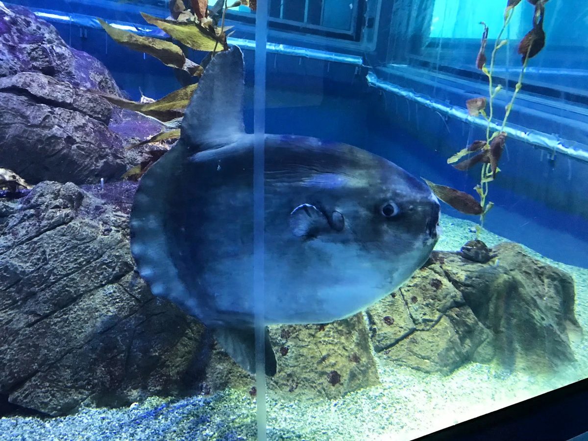 大阪のおすすめ観光スポット♡海遊館に行ってきました！