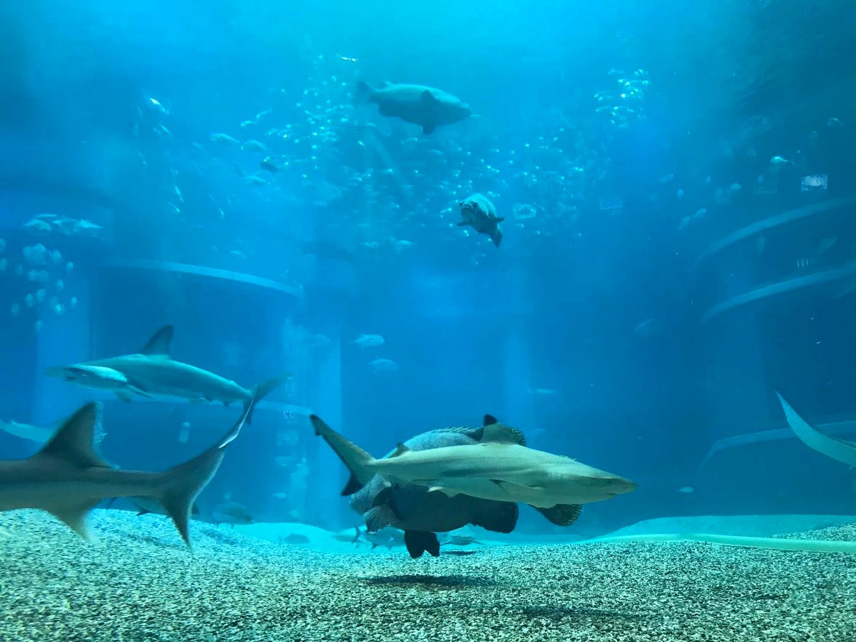 大阪のおすすめ観光スポット♡海遊館に行ってきました！