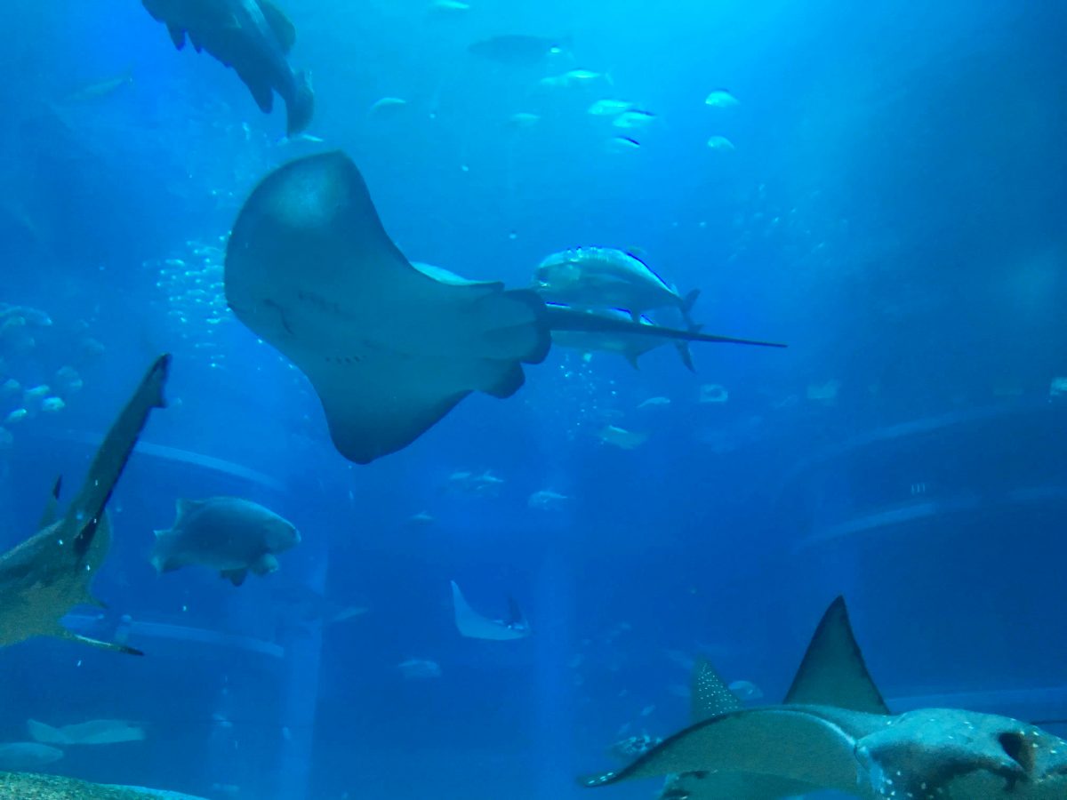 大阪のおすすめ観光スポット♡海遊館に行ってきました！