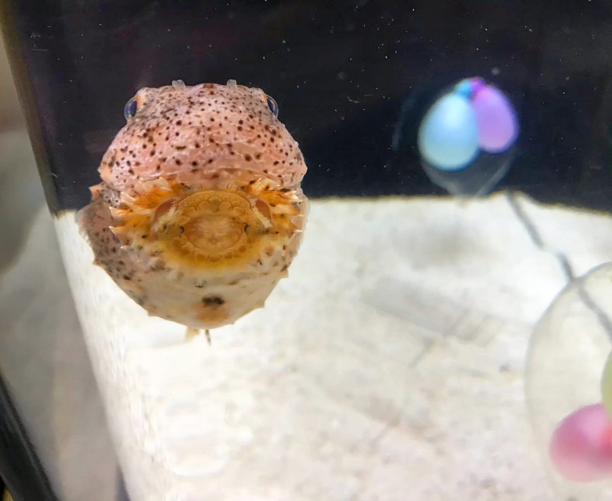 大阪のおすすめ観光スポット♡海遊館に行ってきました！