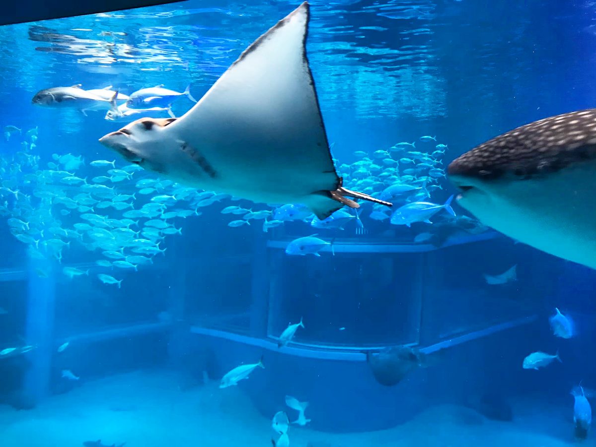 大阪のおすすめ観光スポット♡海遊館に行ってきました！