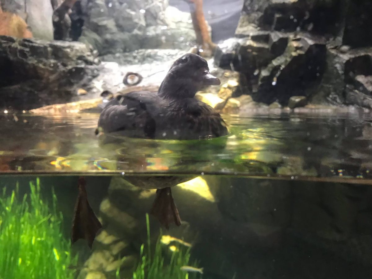 大阪のおすすめ観光スポット♡海遊館に行ってきました！