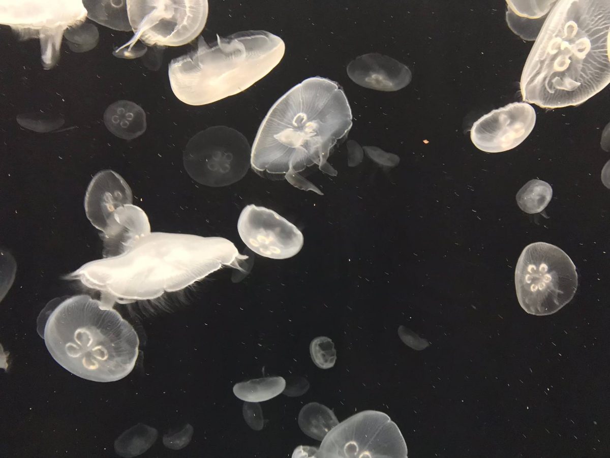 大阪のおすすめ観光スポット♡海遊館に行ってきました！