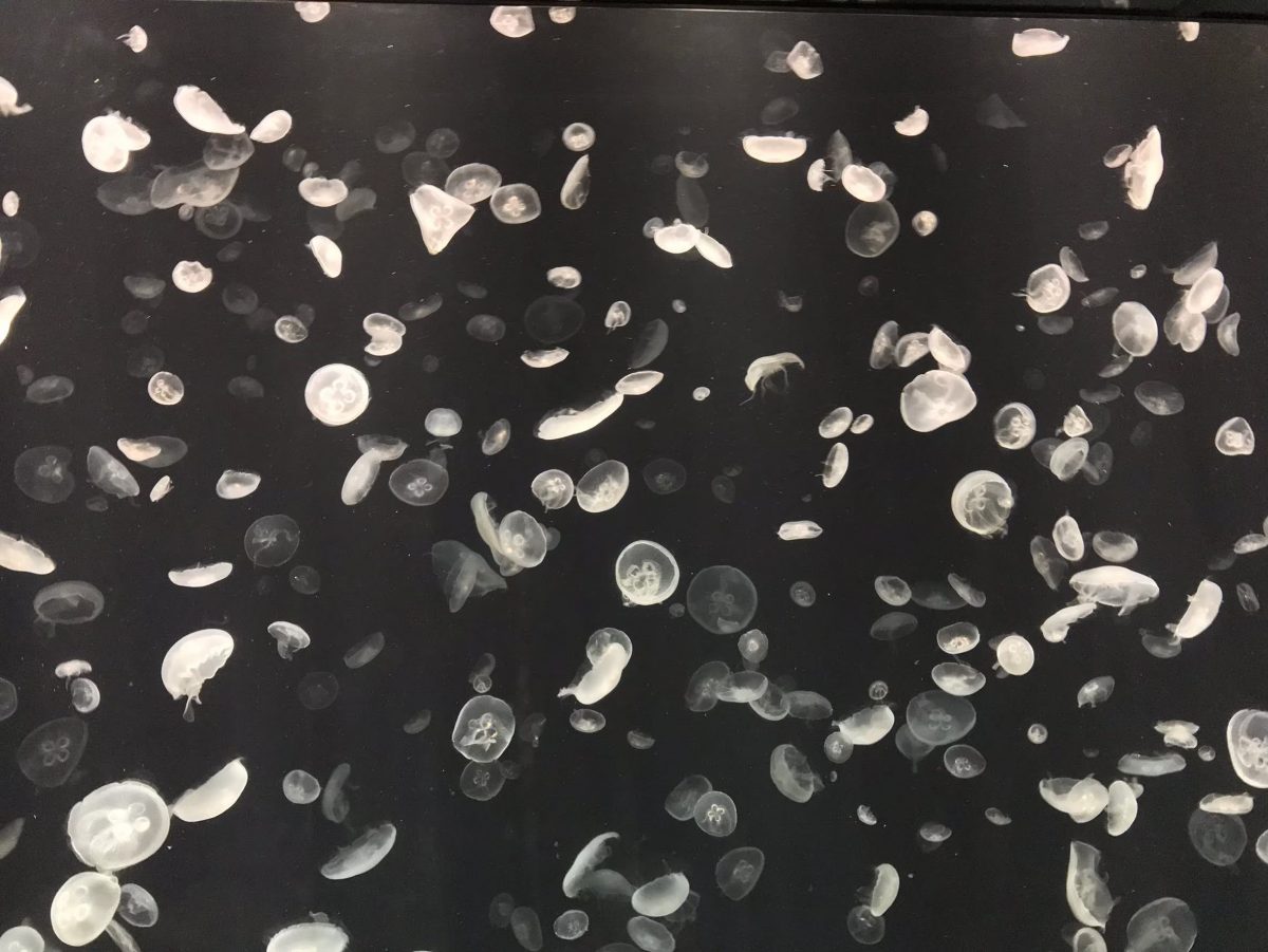 大阪のおすすめ観光スポット♡海遊館に行ってきました！