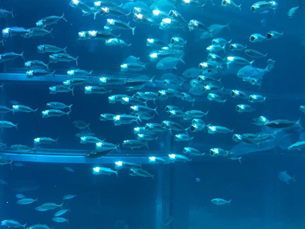 大阪のおすすめ観光スポット♡海遊館に行ってきました！