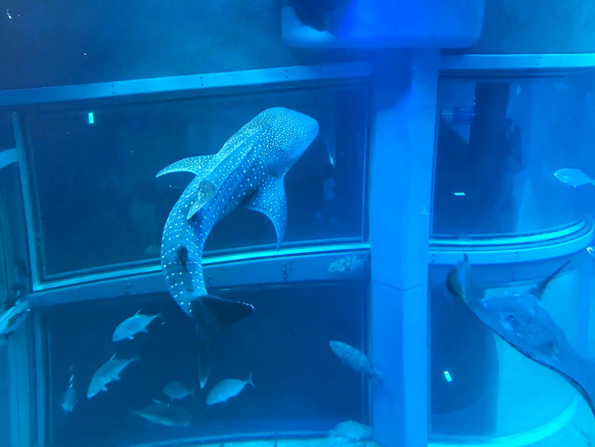 大阪のおすすめ観光スポット♡海遊館に行ってきました！