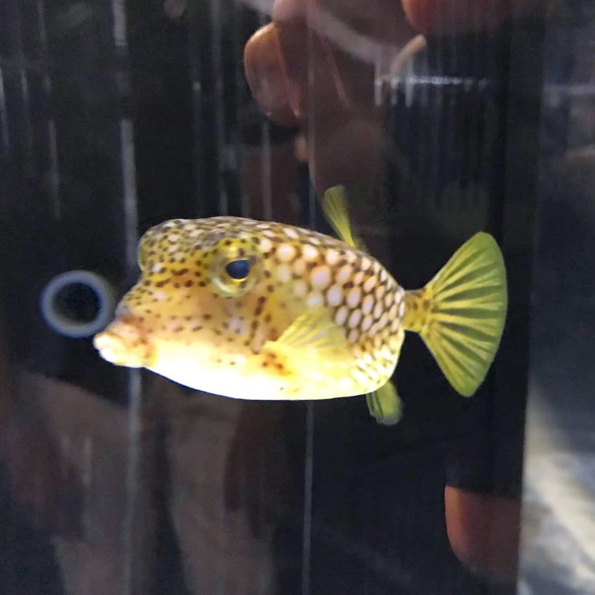 大阪のおすすめ観光スポット♡海遊館に行ってきました！