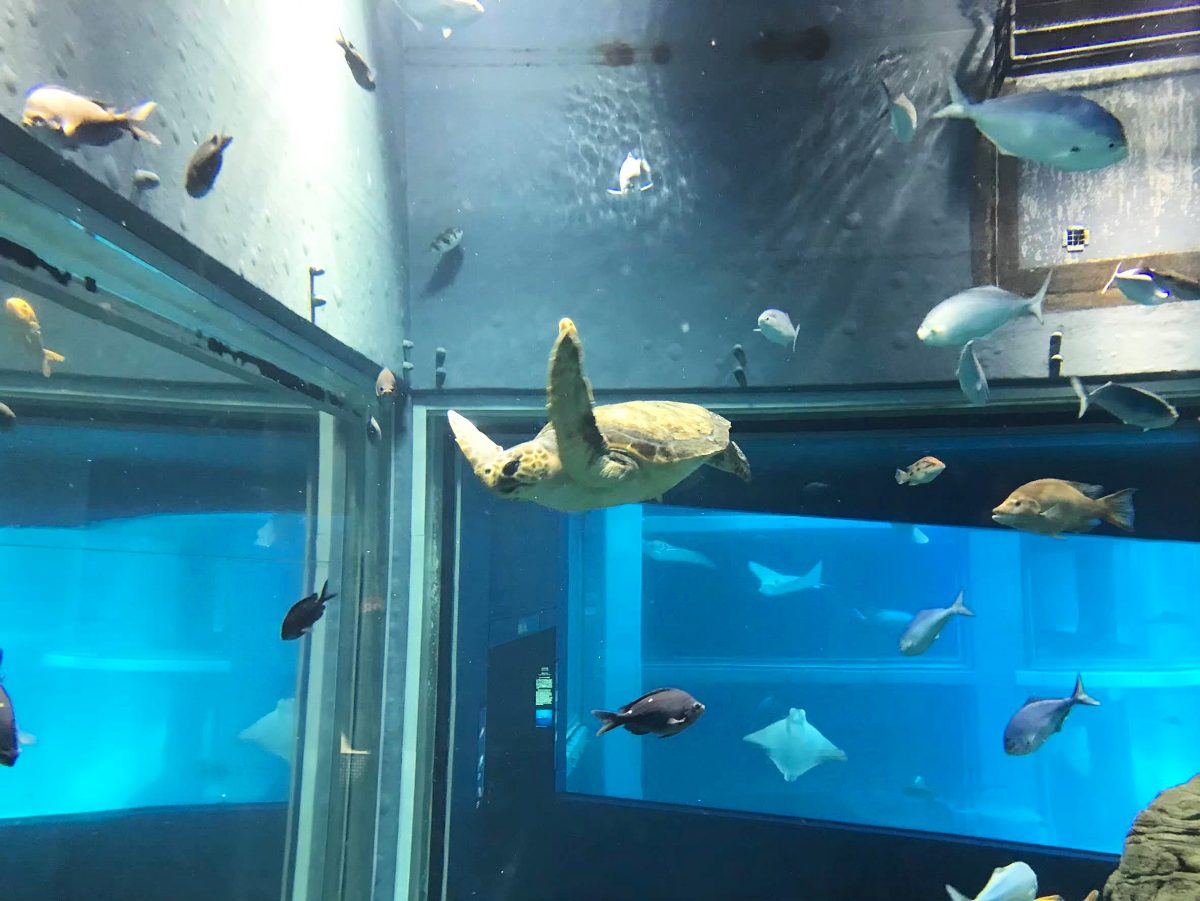 大阪のおすすめ観光スポット♡海遊館に行ってきました！