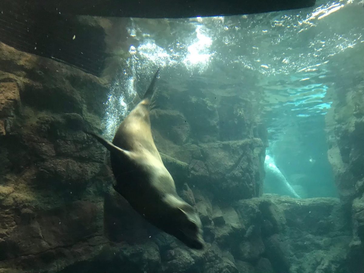 大阪のおすすめ観光スポット♡海遊館に行ってきました！