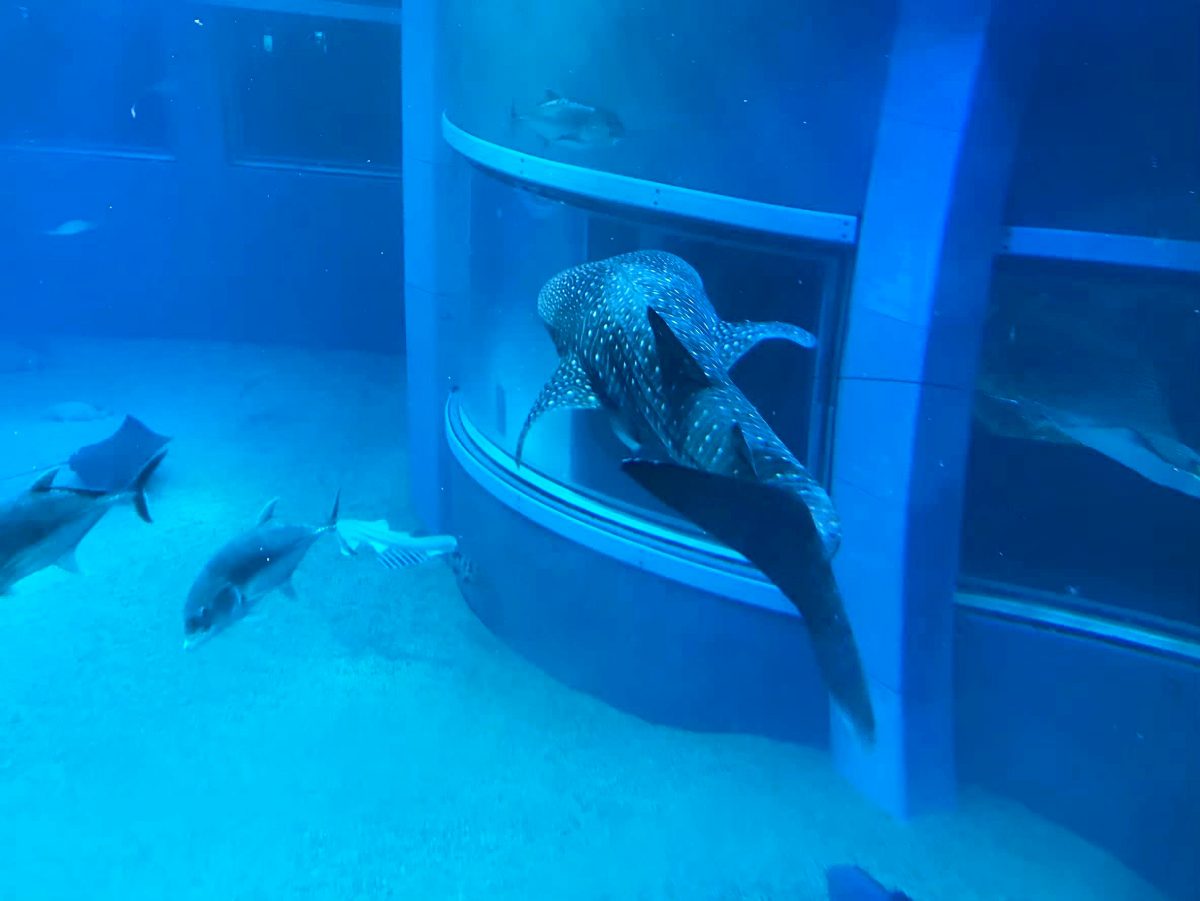 大阪のおすすめ観光スポット♡海遊館に行ってきました！