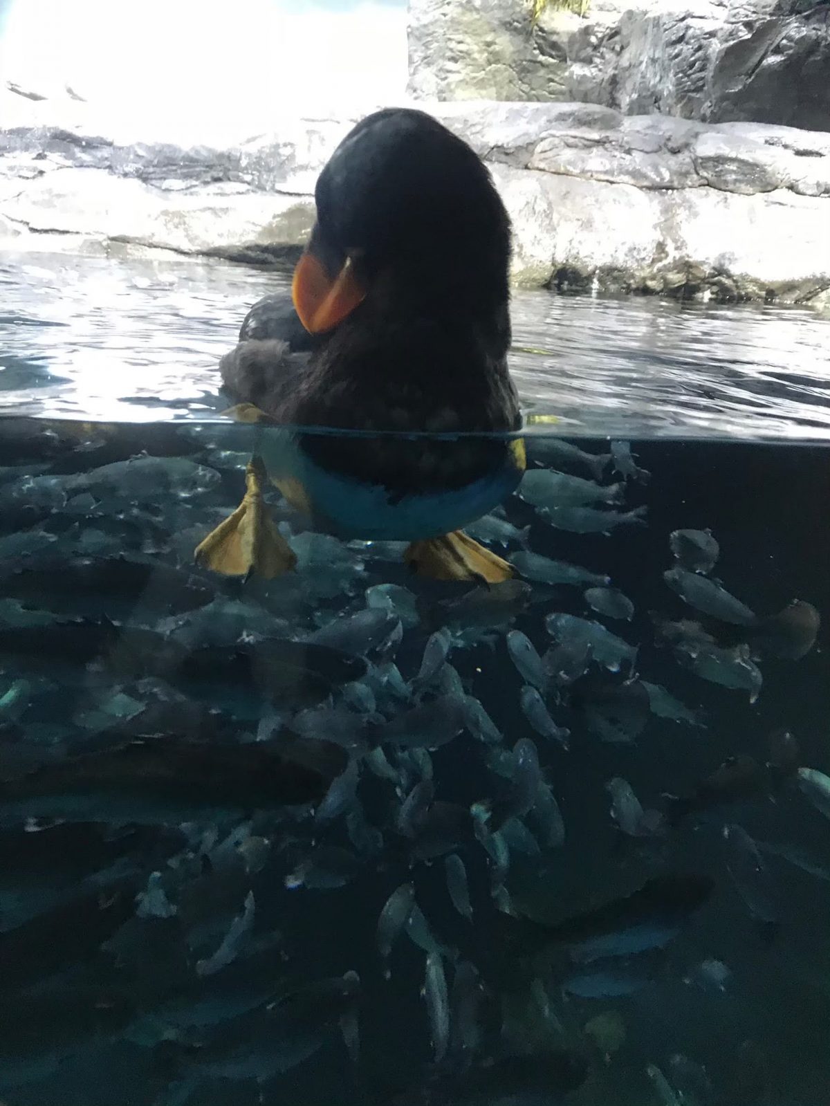 大阪のおすすめ観光スポット♡海遊館に行ってきました！