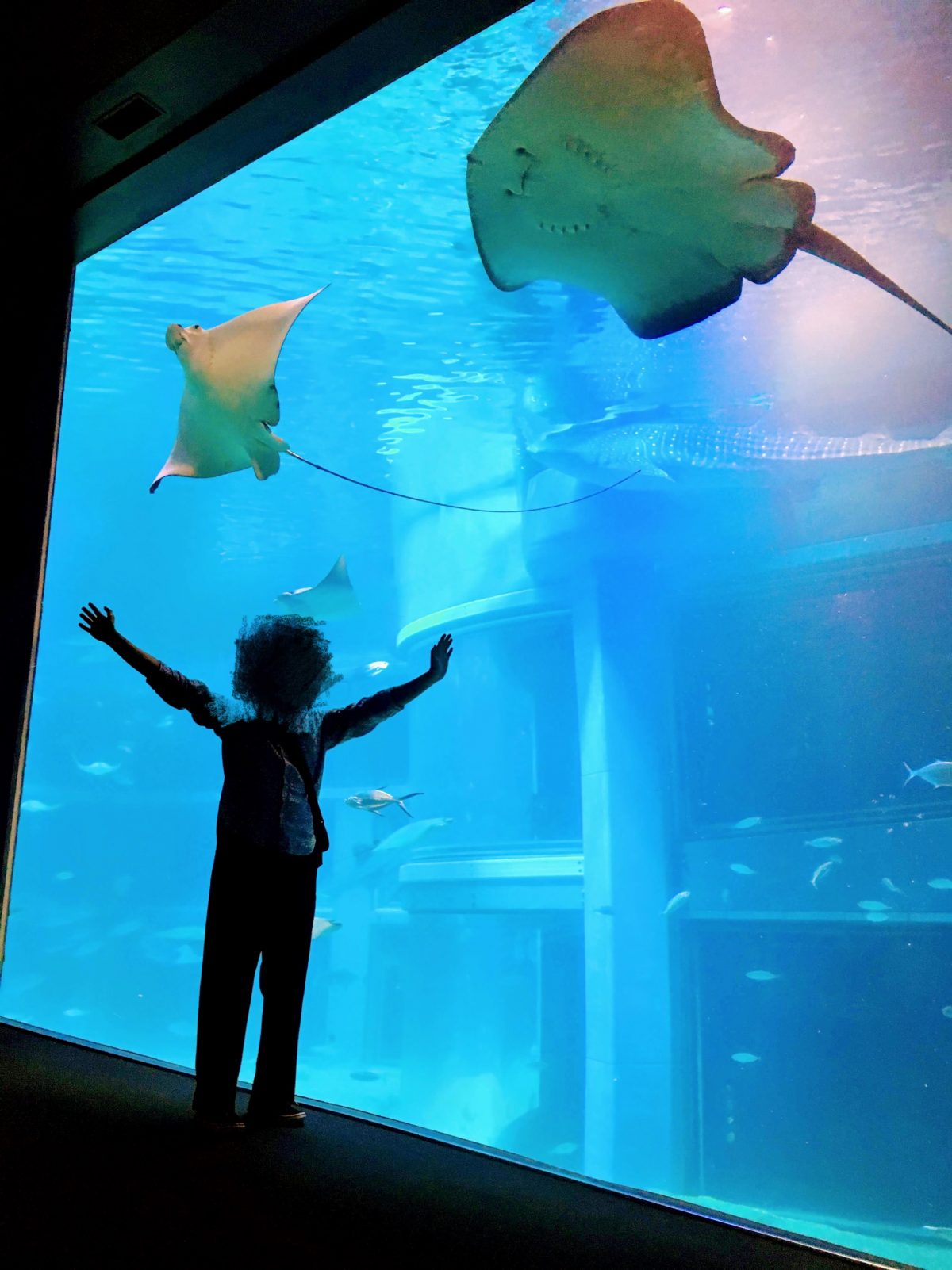 大阪のおすすめ観光スポット♡海遊館に行ってきました！