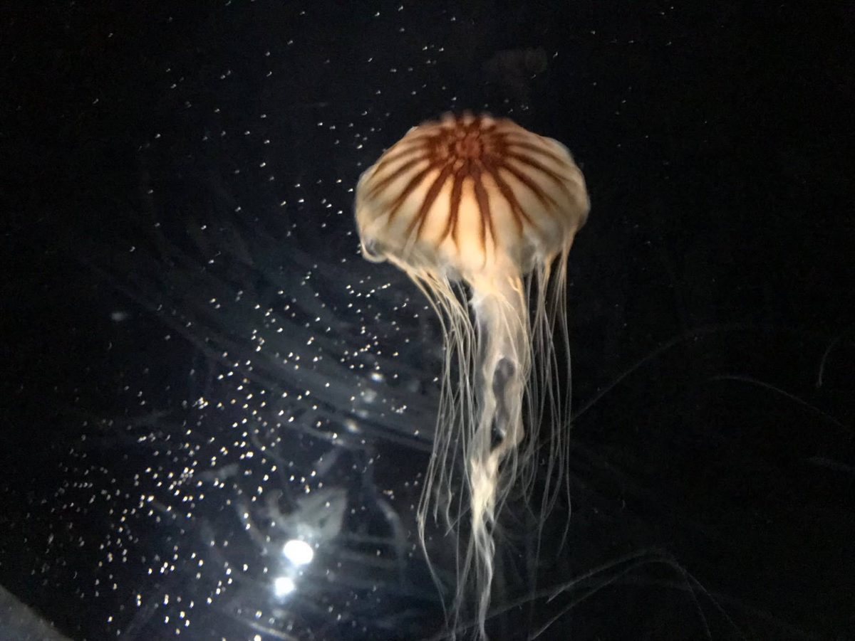 大阪のおすすめ観光スポット♡海遊館に行ってきました！