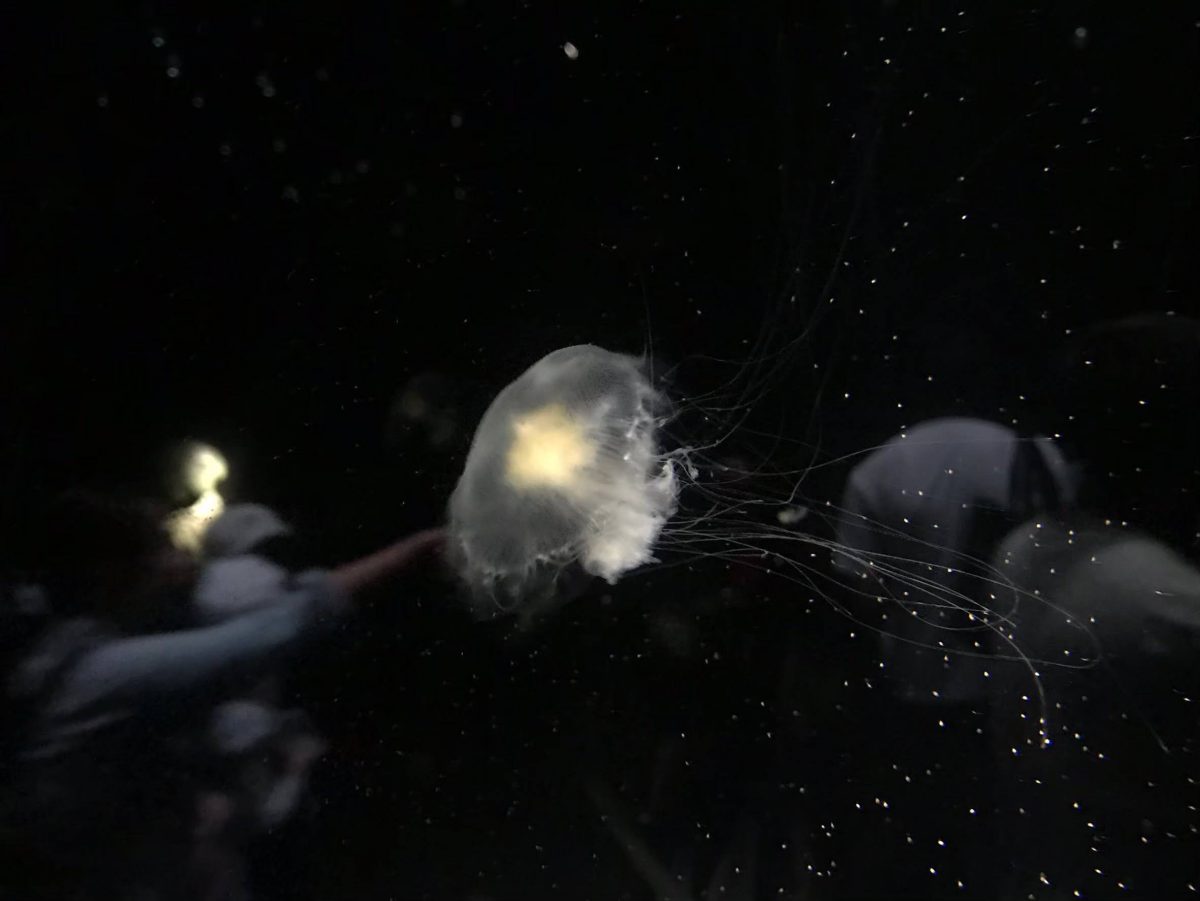 大阪のおすすめ観光スポット♡海遊館に行ってきました！