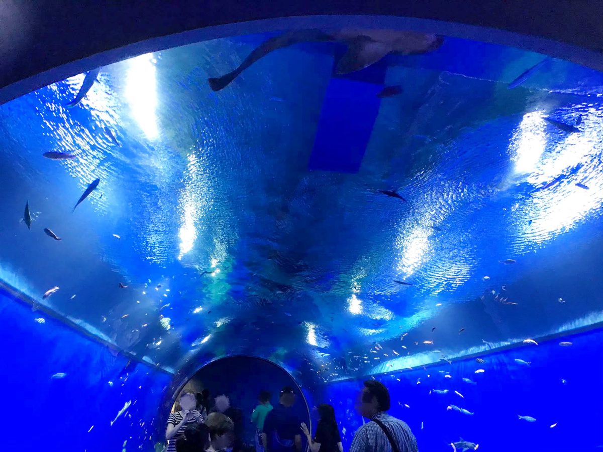 大阪のおすすめ観光スポット♡海遊館に行ってきました！
