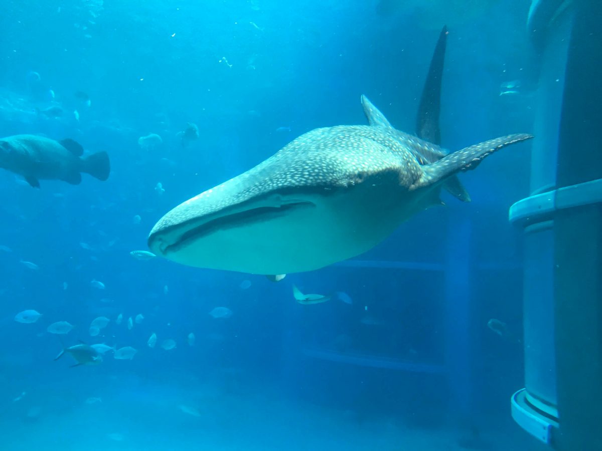 大阪のおすすめ観光スポット♡海遊館に行ってきました！