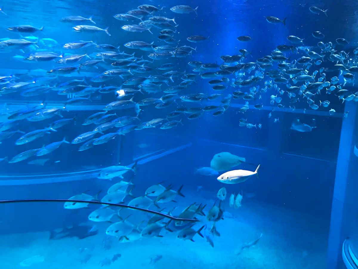 大阪のおすすめ観光スポット♡海遊館に行ってきました！