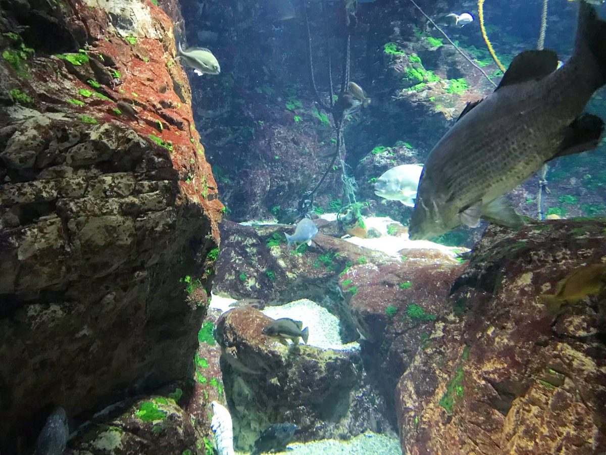 大阪のおすすめ観光スポット♡海遊館に行ってきました！