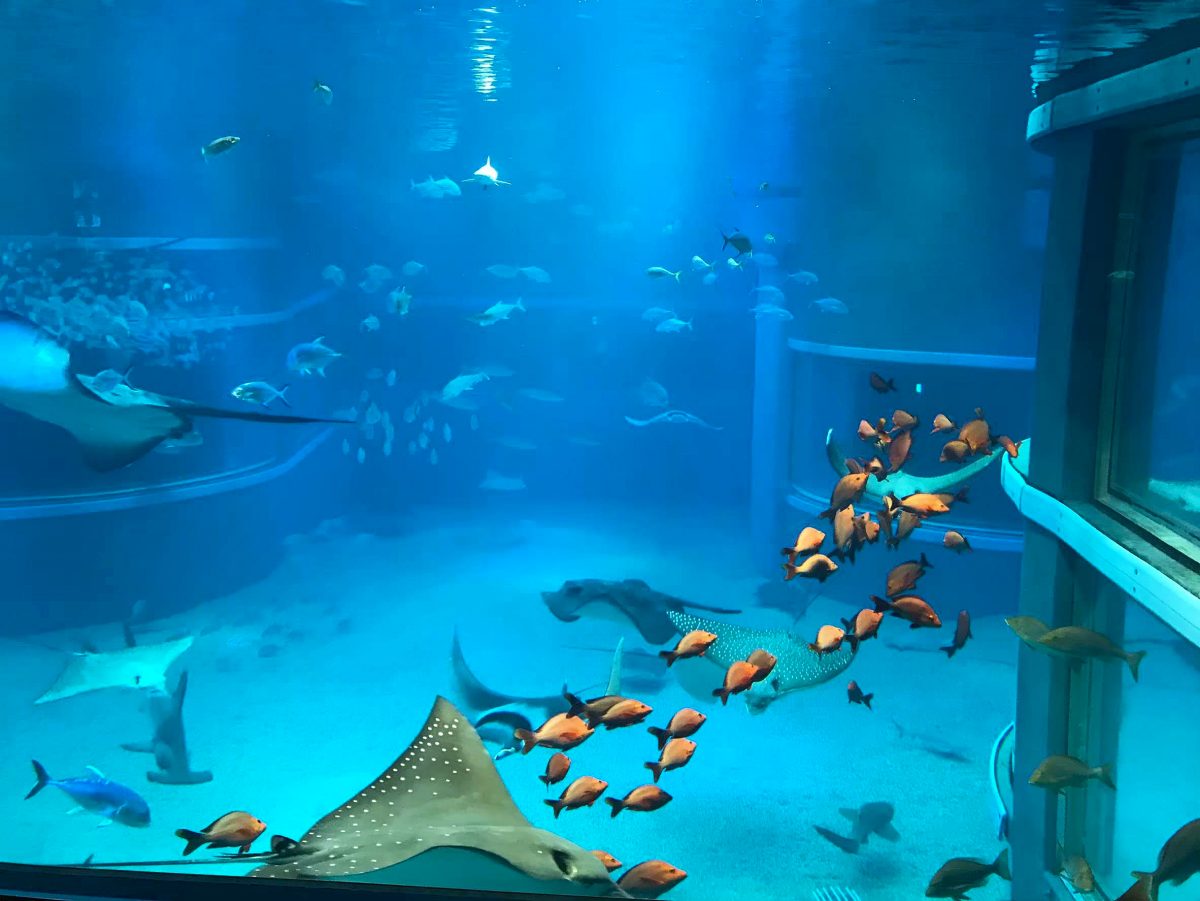 大阪のおすすめ観光スポット♡海遊館に行ってきました！