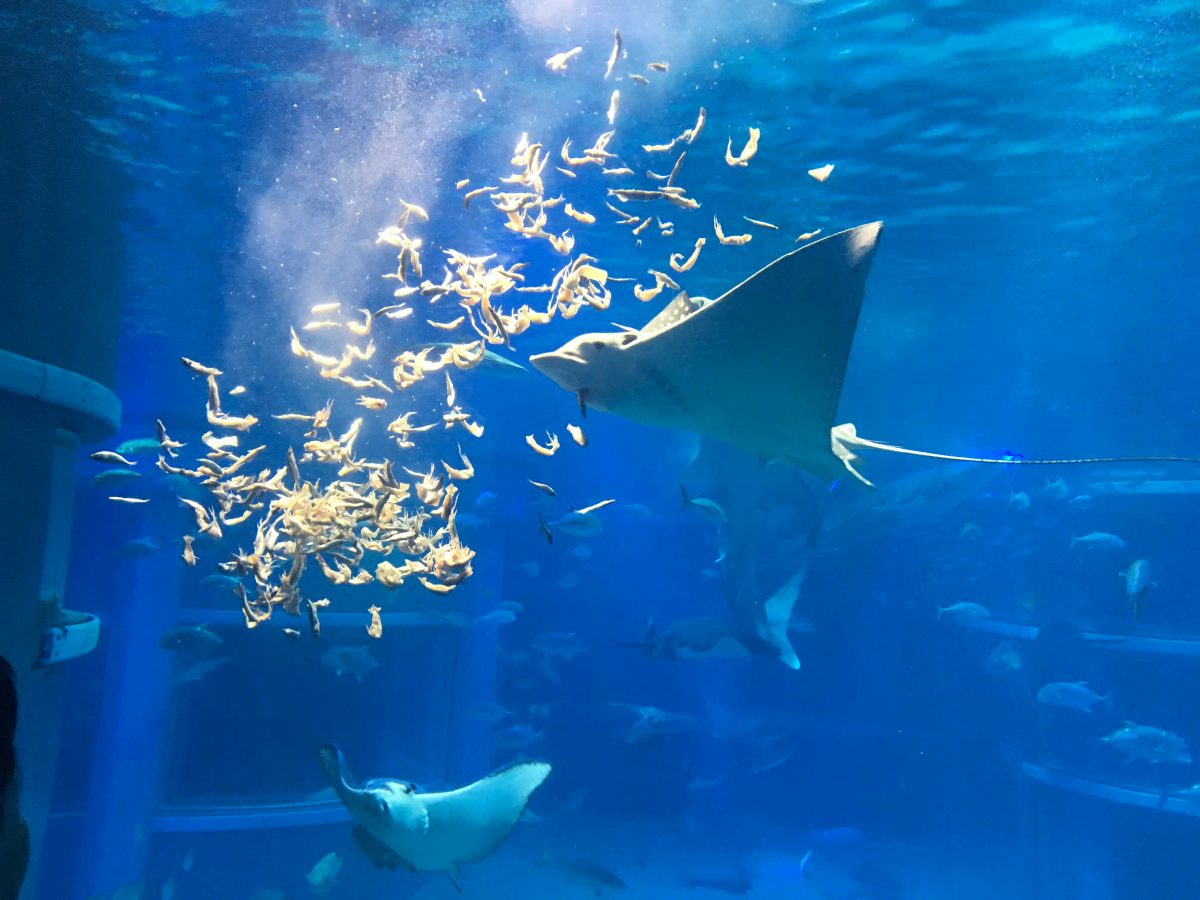 大阪のおすすめ観光スポット♡海遊館に行ってきました！
