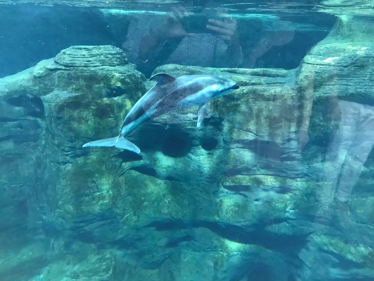 大阪のおすすめ観光スポット♡海遊館に行ってきました！