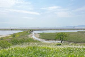 マニアックな観光？！大阪南港野鳥園