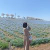 2回目の舞洲ネモフィラまつり2023